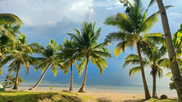 Comment organiser une visite des plantations de café au Kenya?